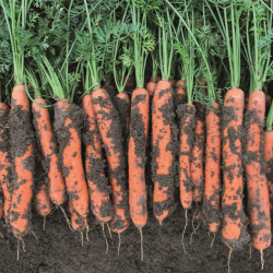 Marchew Nordhorn  F1 100 tyś. nasion precyzja  st